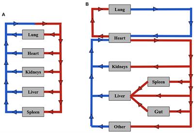 Multiphysics pharmacokinetic model for targeted nanoparticles
